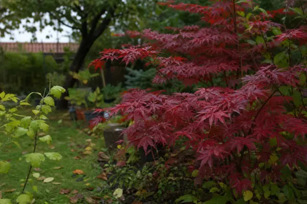 Arțar roșu (Acer rubrum) – condiții de creștere, plantare și îngrijire