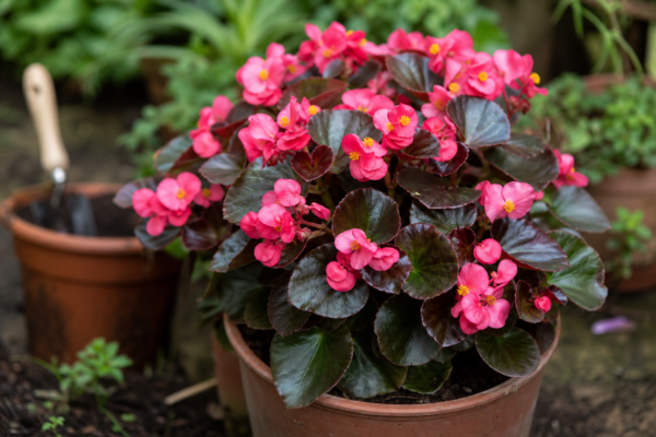 Begonia semperflorens – condiții de creștere, plantare și îngrijire