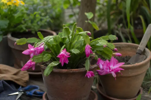 Cactusul de Paște (Rhipsalidopsis gaertneri) – plantare, udare și întreținere