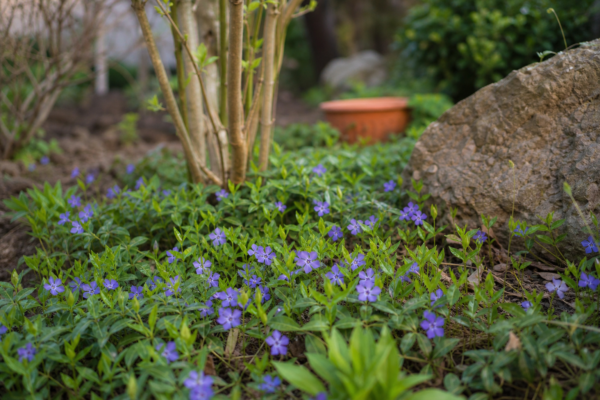 Saschiu (Vinca minor) – plantare, îngrijire și greșeli de evitat