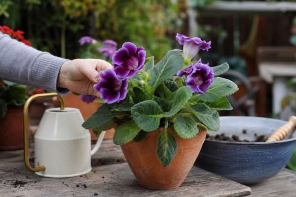 Gloxinia (Sinningia speciosa) – ghid practic de plantare și îngrijire