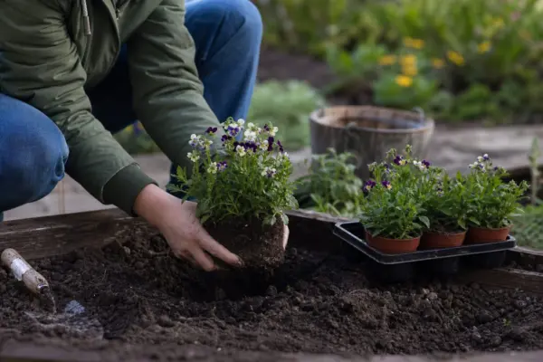 Nemesia strumosa – plantare și îngrijire pas cu pas
