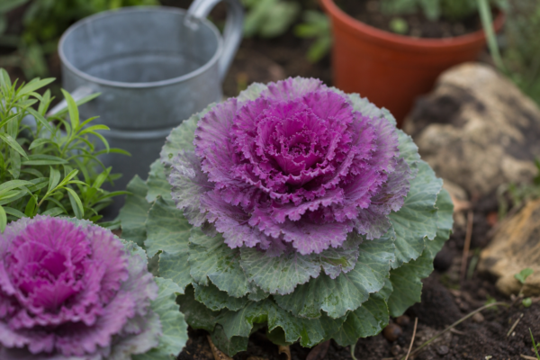 Varză ornamentală (Brassica oleracea) – ghid complet de cultivare și îngrijire