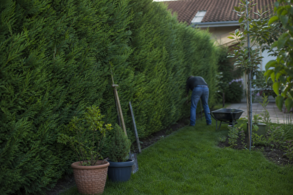 Leylandii (Cupressocyparis leylandii) – sfaturi de plantare și îngrijire