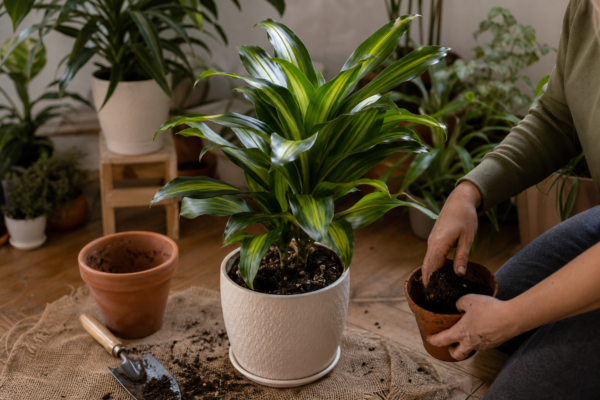 Trestia fericirii (Dracaena fragrans) – plantare, îngrijire și greșeli de evitat