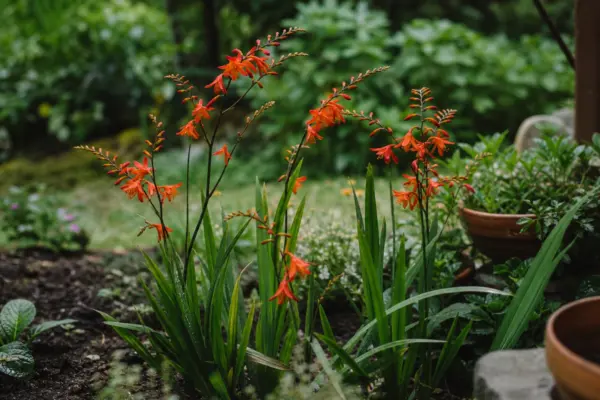 Crocosmia crocosmiiflora – plantare, îngrijire și greșeli de evitat