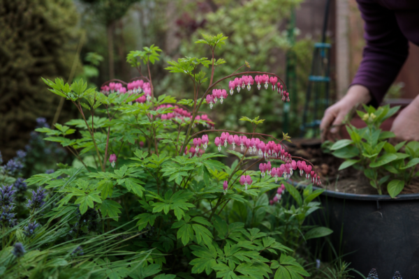 Cerceii doamnei (Dicentra spectabilis) – sfaturi de plantare și îngrijire