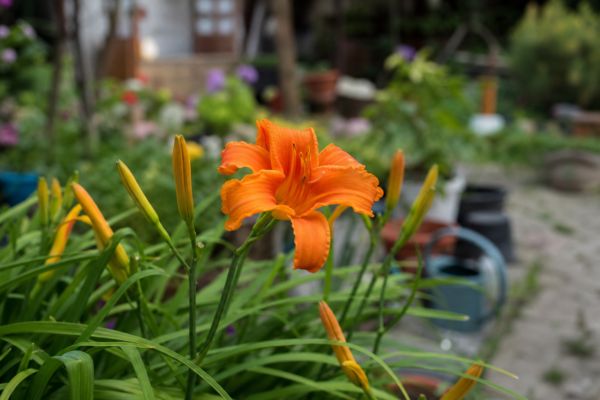 Crinul de o zi (Hemerocallis hybrida) – ghid complet de cultivare și îngrijire