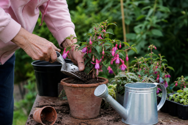 Cerceluș (Fuchsia hybrida): cum se plantează și cum se îngrijește corect