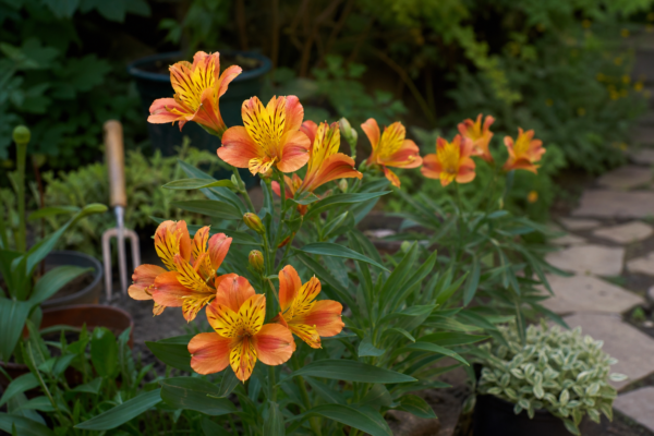 Crinul incașilor (Alstroemeria aurea) – sfaturi pentru plantare, creștere și întreținere