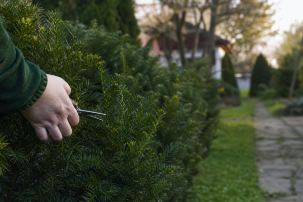 Tisa (Taxus baccata): cum se plantează și cum se îngrijește corect