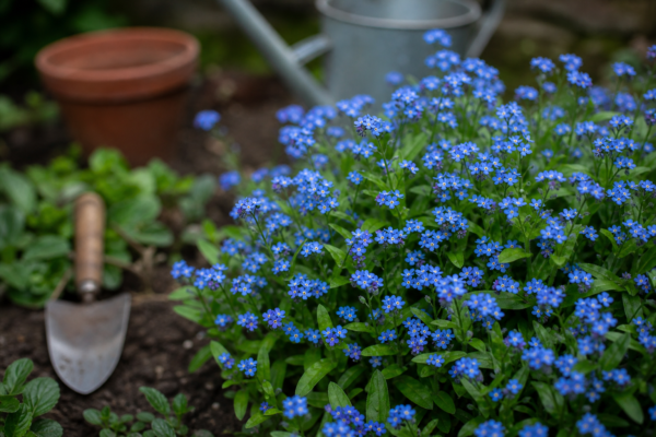 Nu-mă-uita (Myosotis sylvatica) – sfaturi de plantare și îngrijire