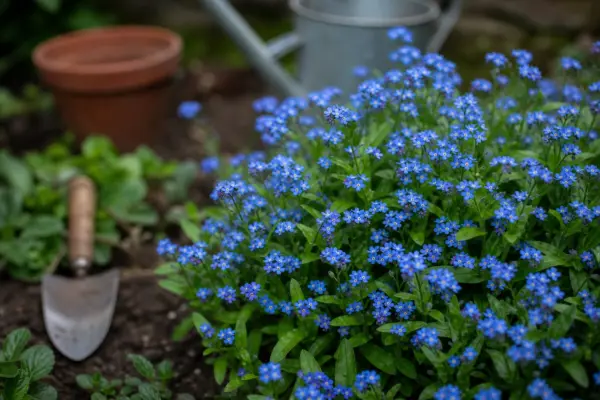 Nu-mă-uita (Myosotis sylvatica) – sfaturi de plantare și îngrijire