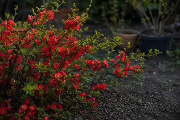 Gutui japonez (Chaenomeles japonica) – plantare, udare și întreținere