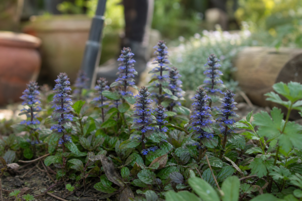 Vinerița (Ajuga reptans) – plantare, îngrijire și greșeli de evitat