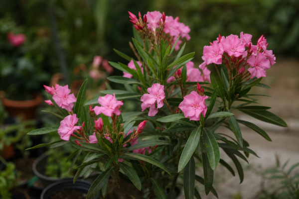 Oleandru (Nerium oleander): ce condiții cere și cum o îngrijești