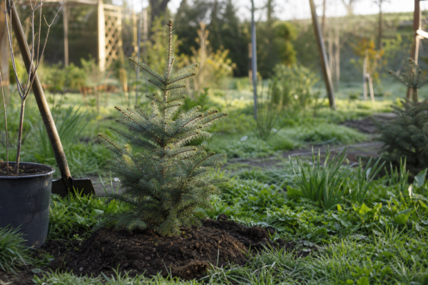 Molid (Picea abies) – ghid practic de plantare și îngrijire