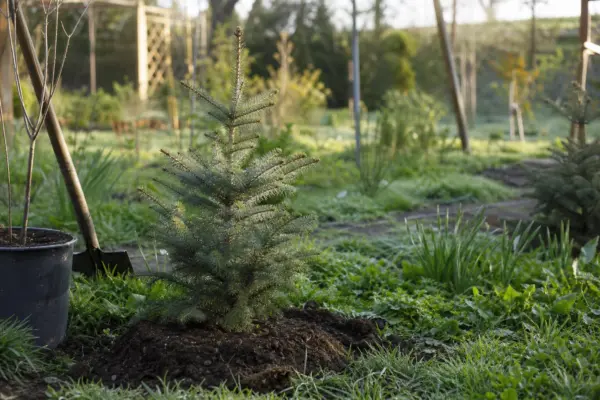 Molid (Picea abies) – ghid practic de plantare și îngrijire