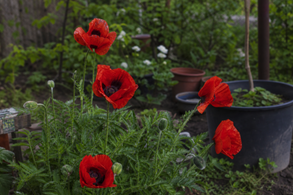 Mac de grădină (Papaver orientale) – plantare, îngrijire și greșeli de evitat