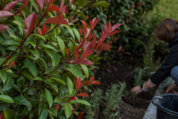 Photinia (Photinia fraseri) – plantare, udare și întreținere