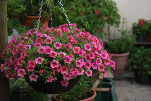Calibrachoa (Calibrachoa hybrida) – plantare și îngrijire pas cu pas