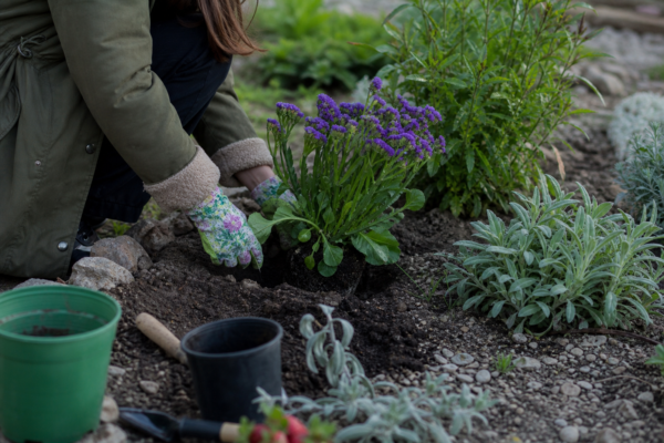 Limonium sinuatum – ghid practic de plantare și îngrijire