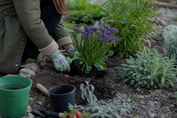 Limonium sinuatum – ghid practic de plantare și îngrijire