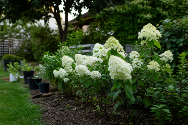 Hortensie paniculata (Hydrangea paniculata): ce condiții cere și cum o îngrijești