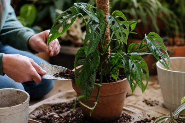 Monstera adansonii – tot ce trebuie să știi despre plantare și îngrijire