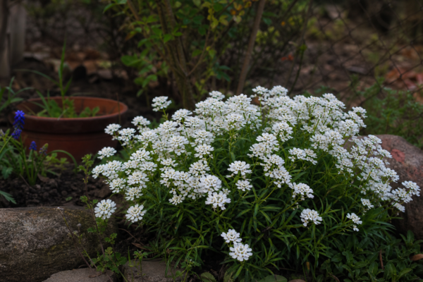 Iberis (Iberis sempervirens): ce condiții cere și cum o îngrijești