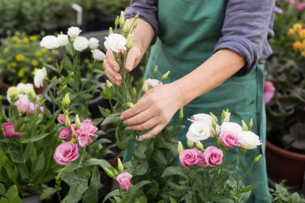 Lisianthus (Eustoma grandiflorum) – ghid complet de cultivare și îngrijire
