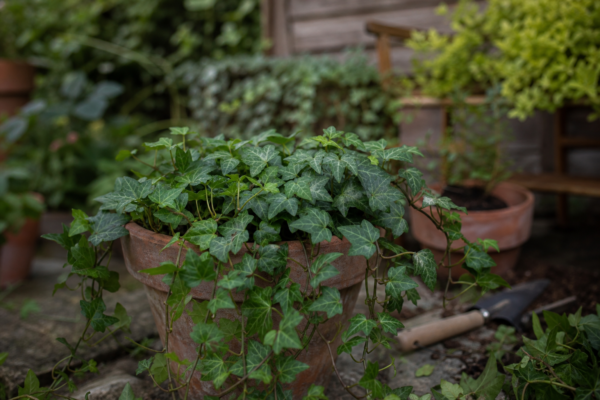 Iedera (Hedera helix) – tot ce trebuie să știi despre plantare și îngrijire