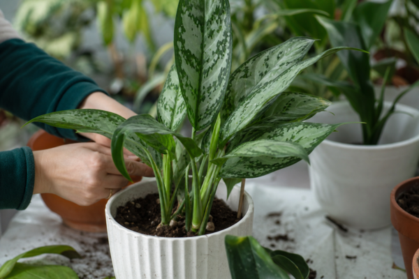 Aglaonema commutatum – tot ce trebuie să știi despre plantare și îngrijire