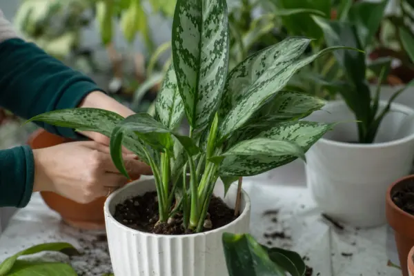 Aglaonema commutatum – tot ce trebuie să știi despre plantare și îngrijire