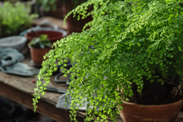 Părul Venerei (Adiantum raddianum) – condiții de creștere, plantare și îngrijire