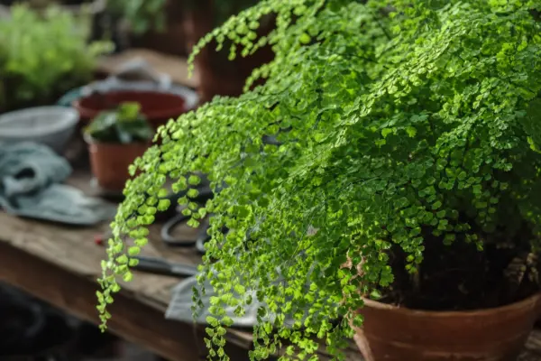 Părul Venerei (Adiantum raddianum) – condiții de creștere, plantare și îngrijire