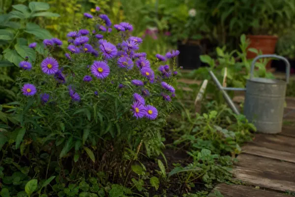 Steluța (Aster amellus) – condiții de creștere, plantare și îngrijire