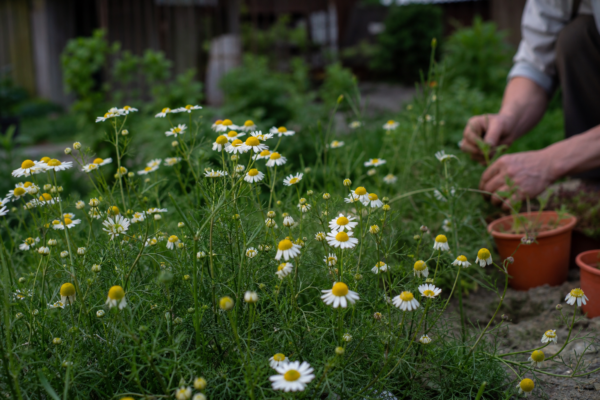 Mușețel (Matricaria chamomilla) – ghid complet de cultivare și îngrijire