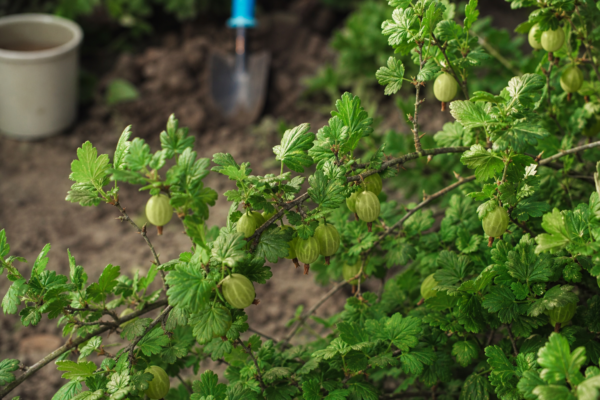 Agriș (Ribes uva-crispa) – ghid complet de cultivare și îngrijire
