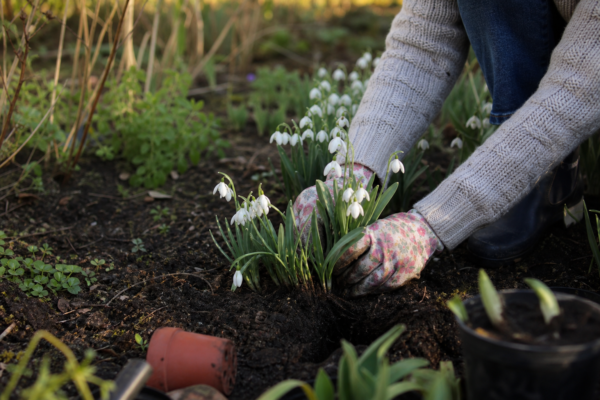 Ghiocel (Galanthus nivalis) – sfaturi de plantare și îngrijire