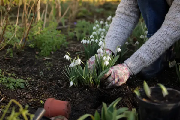 Ghiocel (Galanthus nivalis) – sfaturi de plantare și îngrijire