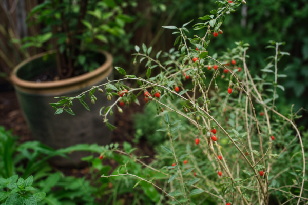 Goji (Lycium barbarum) – tot ce trebuie să știi despre plantare și îngrijire