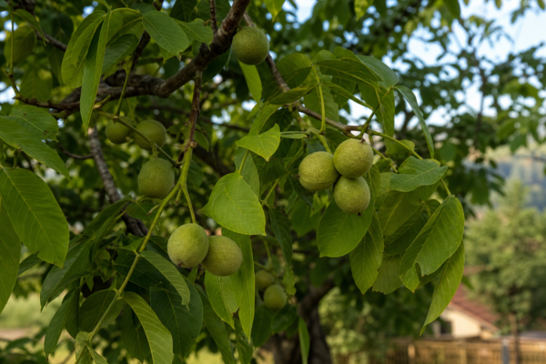 Nuc (Juglans regia) – ghid complet de cultivare și îngrijire