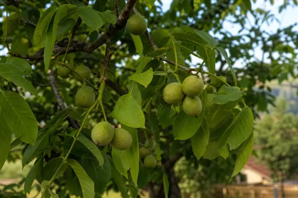 Nuc (Juglans regia) – ghid complet de cultivare și îngrijire