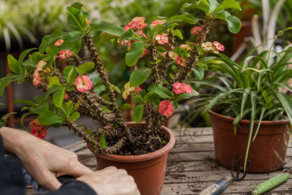 Coroana de spini (Euphorbia milii) – tot ce trebuie să știi despre plantare și îngrijire