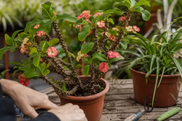 Coroana de spini (Euphorbia milii) – tot ce trebuie să știi despre plantare și îngrijire