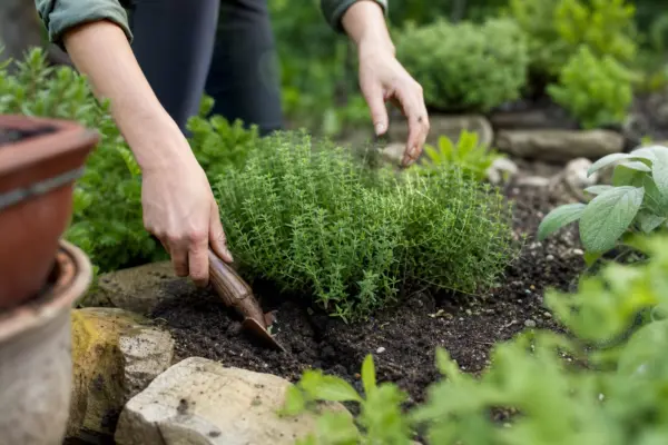 Cimbrișor (Thymus vulgaris) – ghid practic de plantare și îngrijire