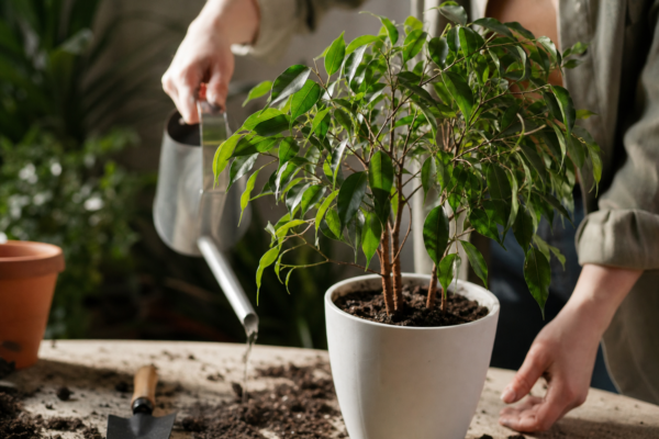 Ficus benjamina: ce condiții cere și cum o îngrijești