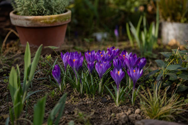 Brândușă (Crocus vernus) – plantare, îngrijire și greșeli de evitat