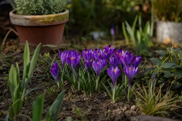 Brândușă (Crocus vernus) – plantare, îngrijire și greșeli de evitat
